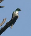 /album/photogallery/klauses-cuckoo-jpg/